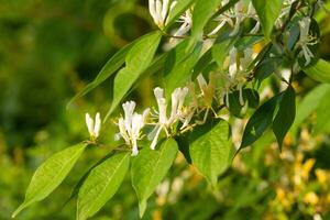 Pretty honeysuckle flowers growing in the woods. These bright white flowers standout against the green foliage. These wildflowers grow all over in the woods. photo