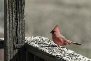 esta hermosa rojo cardenal llegó fuera a el marrón de madera barandilla de el cubierta para alimento. su hermosa mohawk en pie Derecho arriba con su negro mascarilla. esta pequeño aviar es rodeado por alpiste. foto