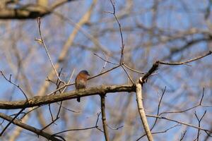 Cute little bluebird sat perched on this tree branch to look around for food. His rusty orange belly with a white patch stands out from the blue on his head. These little avian feels safe up here. photo