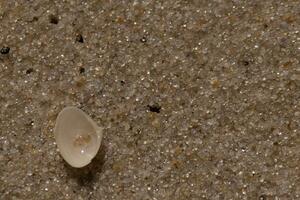 This beautiful clam shell was upside down on the beach when I tool the picture. The little bit of sand lay in it. I loved the look of the sand and tiny pebbles that surrounded it and the texture. photo