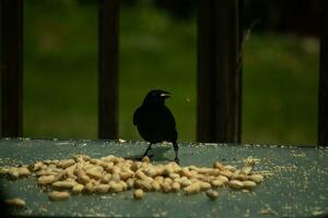 This pretty grackle bird came to the glass table for some peanuts. I love this bird's shiny feathers with blue and purple sometimes seen in the plumage. The menacing yellow eyes seem to glow. photo