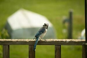 This blue jay bird was striking a pose as I took this picture. He came out on the wooden railing of the deck for some birdseed. I love the colors of these birds with the blue, black, and white. photo