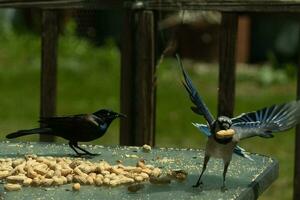 This blue jay came in to get a peanut. The image looks funny since it looks like the jay is stealing the nut from the grackle. The black bird looks angry while the blue one is escaping with his prize. photo