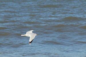 This seagull in this image is soaring across the water in search of food. The large wings are spread so it can glide along the bay breeze. The pretty white, grey, and black feathers stand out. photo