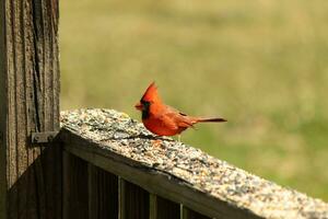 This beautiful red cardinal came out to the brown wooden railing of the deck for food. His beautiful mohawk standing straight up with his black mask. This little avian is surrounded by birdseed. photo