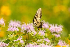 Butterfly coming out into the wildflower field for some nectar. The eastern tiger swallowtail has her beautiful black and yellow wings stretched out. Her legs holding onto a wild bergamot flower. photo