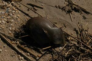 This piece of horseshoe crab lay stuck in the sand from the tide washing it in. The rough surf of the ocean battered it against the beach breaking it this shard of crustacean shell shown. photo