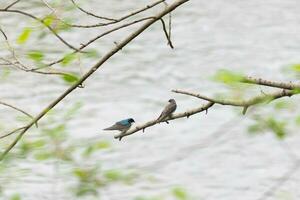 These two cute tree swallows were sitting in the branch over top of a river. The bright blue bird is the male. The brown one is a female. These two are relaxing while waiting for insects to eat. photo