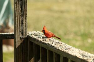 This beautiful red cardinal came out to the brown wooden railing of the deck for food. His beautiful mohawk standing straight up with his black mask. This little avian is surrounded by birdseed. photo