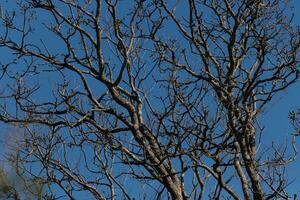 I love the look of this tree in this picture. The branches are completely bare from leaves suggesting are in the Fall season. The limbs reaching all over with a pretty blue sky in the background. photo