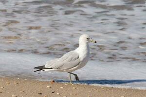 This large seagull is standing at the beach around the water in search of food. The grey, white, and black feathers of this shorebird stand out from the brown sand and ocean water. photo