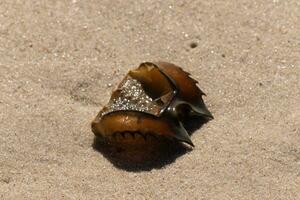 This brown horseshoe crab shell lay flipped over on the beach. The piece of shell almost looks to be glowing catching the light of the sun. The armor that once was part of a crustacean now holds sand. photo