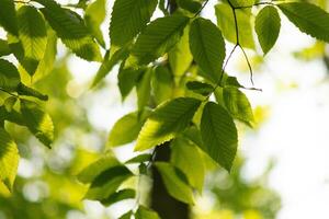 These are the leaves of the American beech tree. The oval looking leaf with the jagged edges all around. The sunlight catching the leaves in the branches, almost making them glow. photo