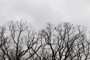 Bare branches of a tree reaching out. The long limbs are without leaves due to the Fall season. Looking like tentacles or a skeletal structure. The grey sky can be seen in the back with white clouds. photo