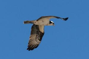 This beautiful osprey bird was flying in the clear blue sky when this picture was taken. Also known as a fish hawk, this raptor looks around the water for food to pounce on. photo