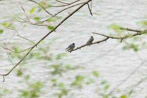 These two cute tree swallows were sitting in the branch over top of a river. The bright blue bird is the male. The brown one is a female. These two are relaxing while waiting for insects to eat. photo