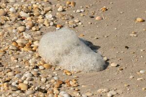 The pretty seafoam hers in this picture lay from the winds bringing it in from the ocean. It lays stranded here among little smooth shiny pebbles on the beach. The pretty brown sand surrounding. photo