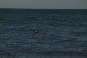 These two little ducks were seen in this image swimming across the pond. These are mallards. The male with the bright green head is in the front. The brown female is in the back. The water is calm. photo