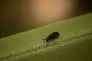 esta linda pequeño ampolla escarabajo insecto se sentó aquí en el verde hoja cuando yo tomó esta fotografía. el pequeño negro tenazas frente a yo con el grande negro ojos. el pequeño pelos en el piernas pega afuera. foto