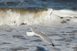 esta Gaviota en esta imagen es altísimo a través de el agua en buscar de alimento. el grande alas son untado entonces eso lata planeo a lo largo el bahía brisa. el bonito blanco, gris, y negro plumas estar afuera. foto