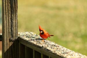 This beautiful red cardinal came out to the brown wooden railing of the deck for food. His beautiful mohawk standing straight up with his black mask. This little avian is surrounded by birdseed. photo