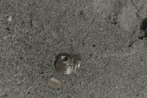 Small piece of jingle shell laying on the beach. This little seashell is very shiny and catches the sunlight well. It is a tan to brown color and stands out from the tiny grains of sand all around. photo