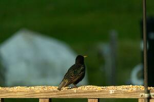 This starling came out to the wooden railing of the deck. His black feathers having white speckle like stars in the sky. His plumage shines like oil on water. His little orange beak pointed forward. photo