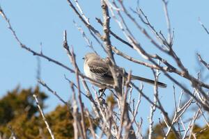 esta linda pequeño sinsonte se sentó posando en el árbol cuando yo tomó el fotografía. el ramas él se sentó en hizo no tener ninguna hojas a esconder a él. el invierno temporada es sólo finalizando y primavera es llegando foto