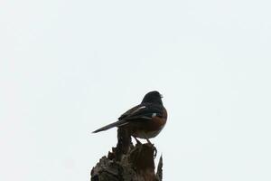 This Baltimore Oriole is perched on this wooden post in the field. His beautiful black, orange, and white body standing out against the white background. This is a migratory bird. photo