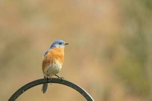 This pretty bluebird came out to the shepherds hook to rest. The little avian sat on the metal pole for a bit. His rusty orange belly with a white patch stands out from his blue head and dark eyes. photo