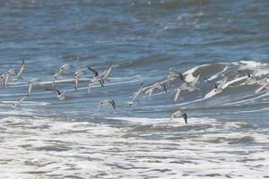 Beautiful sanderling shorebirds caught in flight over the water. I love the look of their wings and how they seem to have black and white streaks. This flock seemed to stick together. photo