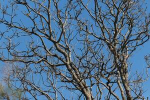 I love the look of this tree in this picture. The branches are completely bare from leaves suggesting are in the Fall season. The limbs reaching all over with a pretty blue sky in the background. photo