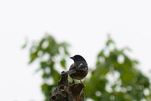 This Baltimore Oriole is perched on this wooden post in the field. His beautiful black, orange, and white body standing out against the white background. This is a migratory bird. photo