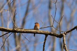 Cute little bluebird sat perched on this tree branch to look around for food. His rusty orange belly with a white patch stands out from the blue on his head. These little avian feels safe up here. photo