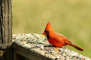 esta hermosa rojo cardenal llegó fuera a el marrón de madera barandilla de el cubierta para alimento. su hermosa mohawk en pie Derecho arriba con su negro mascarilla. esta pequeño aviar es rodeado por alpiste. foto