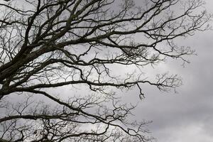 Bare branches of a tree reaching out. The long limbs are without leaves due to the Fall season. Looking like tentacles or a skeletal structure. The grey sky can be seen in the back with white clouds. photo