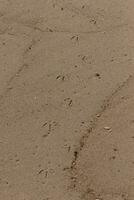 Imprints laying in the beach. The small footprints showing a shorebird's path lay embedded in the ground showing the journey. The pretty brown grains of sand all around. photo