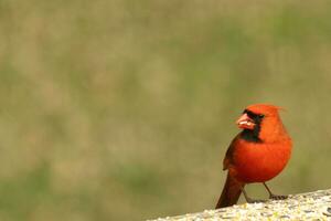 This beautiful red cardinal came out to the brown wooden railing of the deck for food. His little mohawk pushed down with his black mask. This little avian is surrounded by birdseed. photo