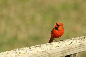 This beautiful red cardinal came out to the brown wooden railing of the deck for food. His little mohawk pushed down with his black mask. This little avian is surrounded by birdseed. photo