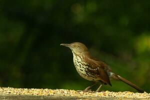 This is an image of a thrush bird coming to visit my deck. These little avians are normally found in the woods, but came out for some birdseed. His little brown body would be camouflaged in the wild. photo