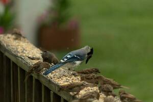 azul arrendajo en el de madera barandilla unión el pequeño gorriones para algunos alpiste. esta azul, gris, y blanco pájaro soportes fuera desde el marrón unos. foto