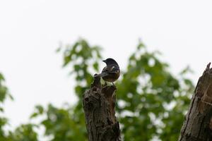 This Baltimore Oriole is perched on this wooden post in the field. His beautiful black, orange, and white body standing out against the white background. This is a migratory bird. photo