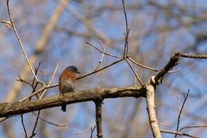 Cute little bluebird sat perched on this tree branch to look around for food. His rusty orange belly with a white patch stands out from the blue on his head. These little avian feels safe up here. photo