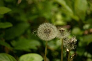 This beautiful dandelion seedpod was sitting in the middle of the yard among the grass. These blowballs are so pretty to see and help the flower disperse others around. photo