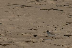 This cute little Piping Plover was seen here on the beach when I took this picture. This shorebird is so tiny and searches the beach for food washed up by the surf. I love the ring around his neck. photo