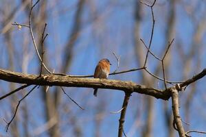 Cute little bluebird sat perched on this tree branch to look around for food. His rusty orange belly with a white patch stands out from the blue on his head. These little avian feels safe up here. photo