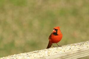 This beautiful red cardinal came out to the brown wooden railing of the deck for food. His little mohawk pushed down with his black mask. This little avian is surrounded by birdseed. photo