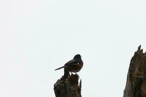 This Baltimore Oriole is perched on this wooden post in the field. His beautiful black, orange, and white body standing out against the white background. This is a migratory bird. photo