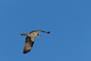 This beautiful osprey bird was flying in the clear blue sky when this picture was taken. Also known as a fish hawk, this raptor looks around the water for food to pounce on. photo