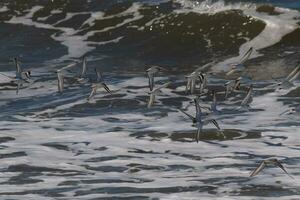 Beautiful sanderling shorebirds caught in flight over the water. I love the look of their wings and how they seem to have black and white streaks. This flock seemed to stick together. photo